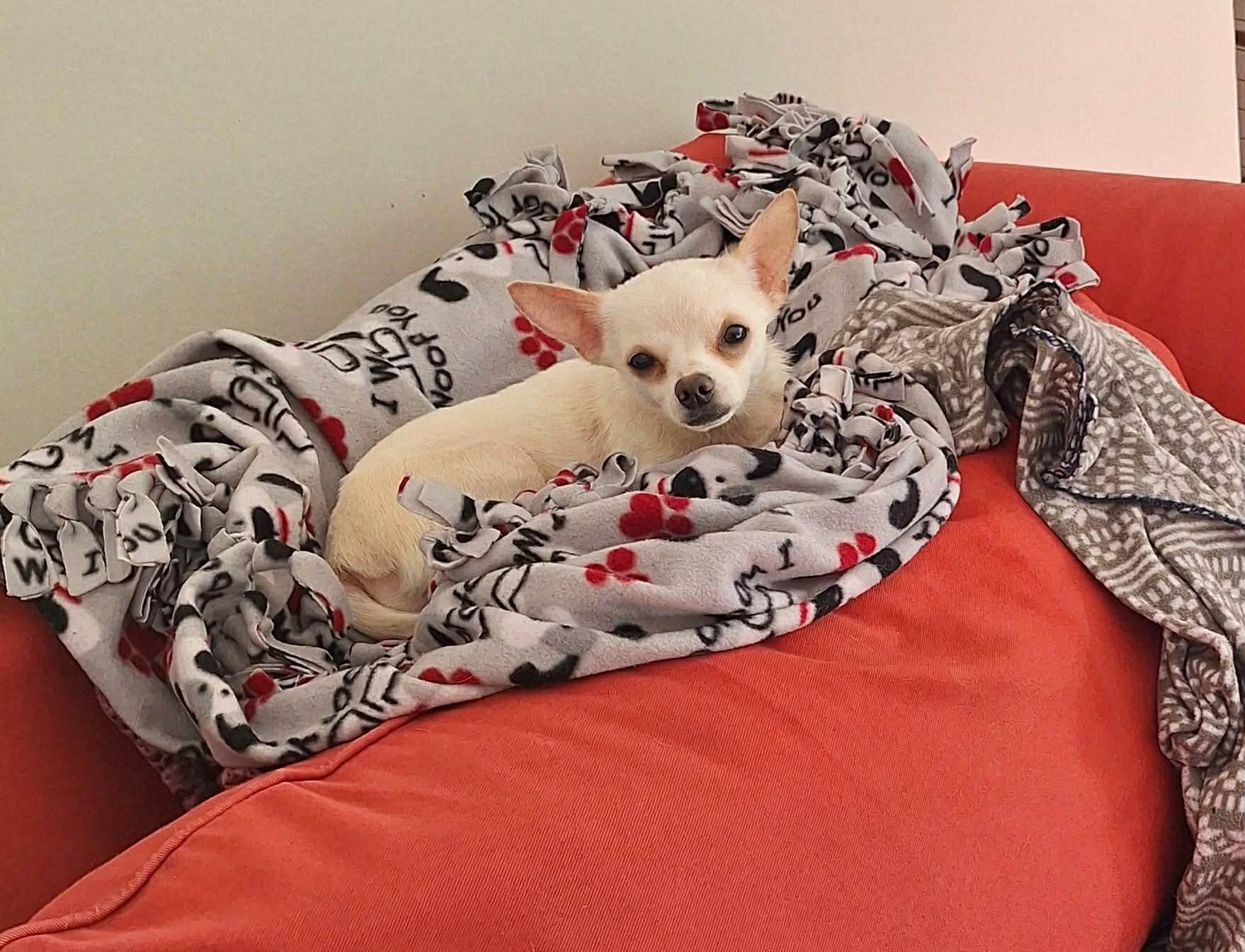Enlarge Edward, a Adoptable Chihuahua in Louisville, KY image 2/3