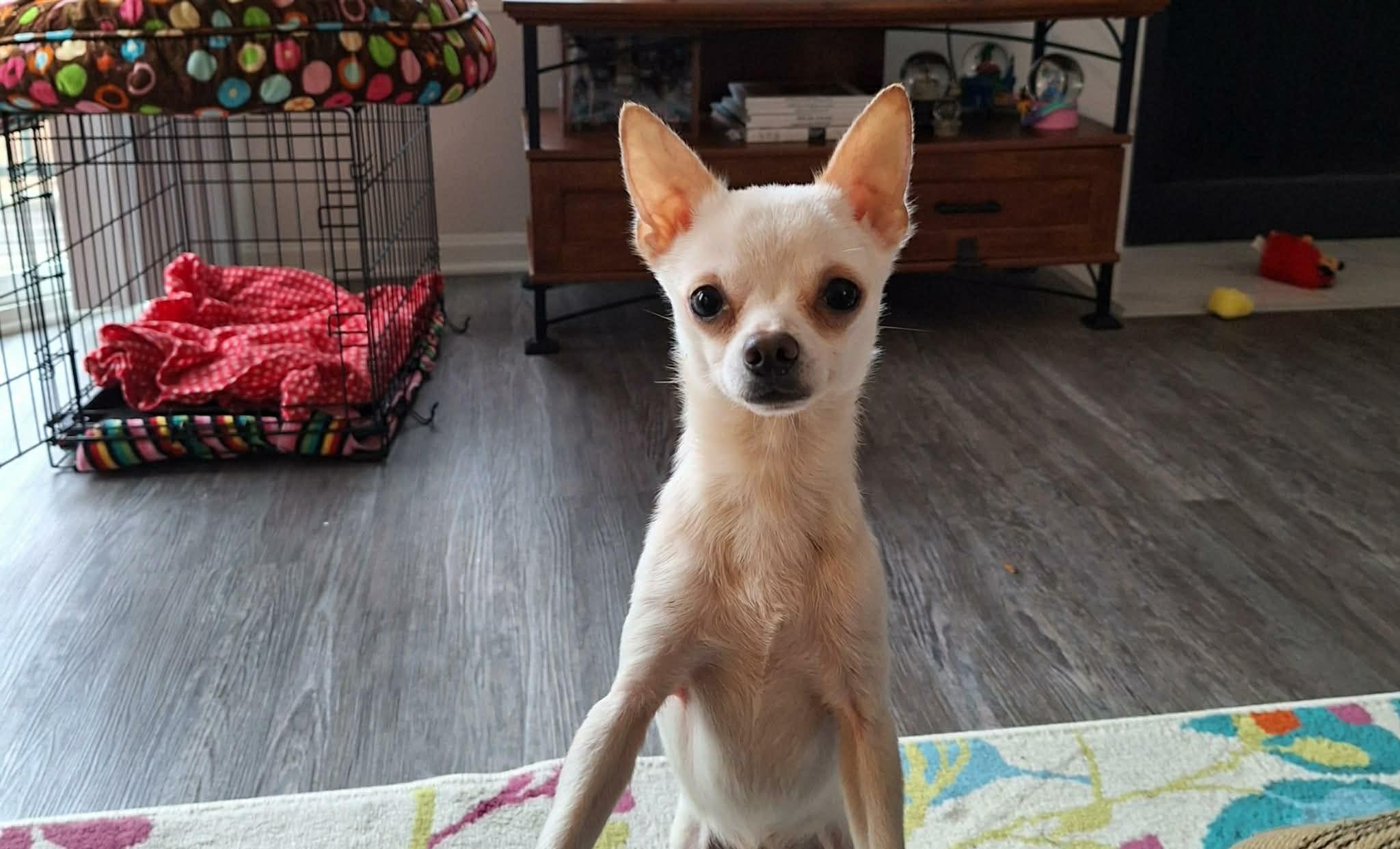 Enlarge Edward, a Adoptable Chihuahua in Louisville, KY image 3/3