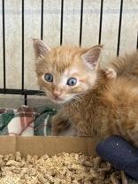 Enlarge Task, a Adoptable Domestic Short Hair in Cobourg, ON image 1/1
