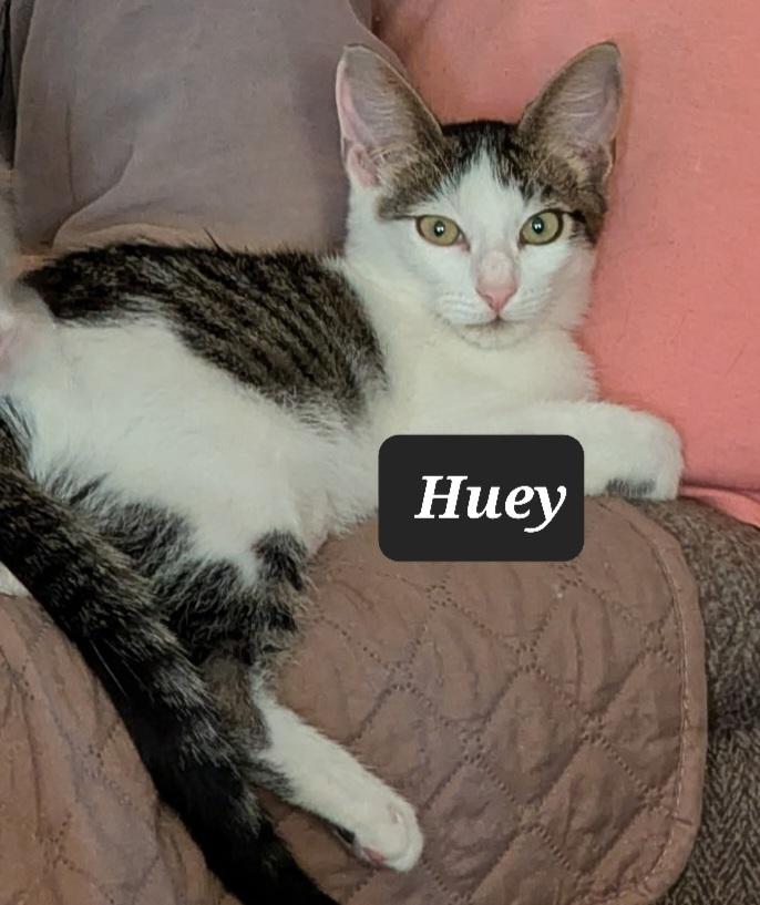 Enlarge Huey 9969, a Adoptable Domestic Short Hair in Dallas, TX image 2/4