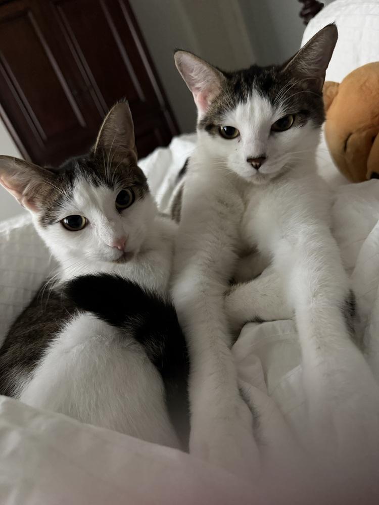 Enlarge Huey 9969, a Adoptable Domestic Short Hair in Dallas, TX image 3/4