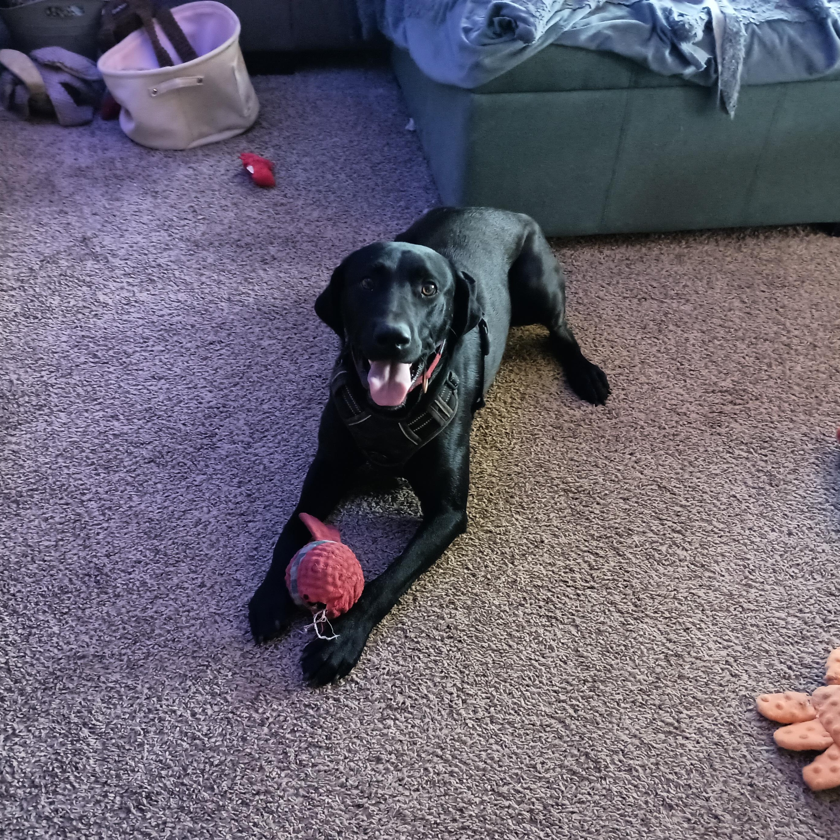 Everson - Smart, Athletic Dog!