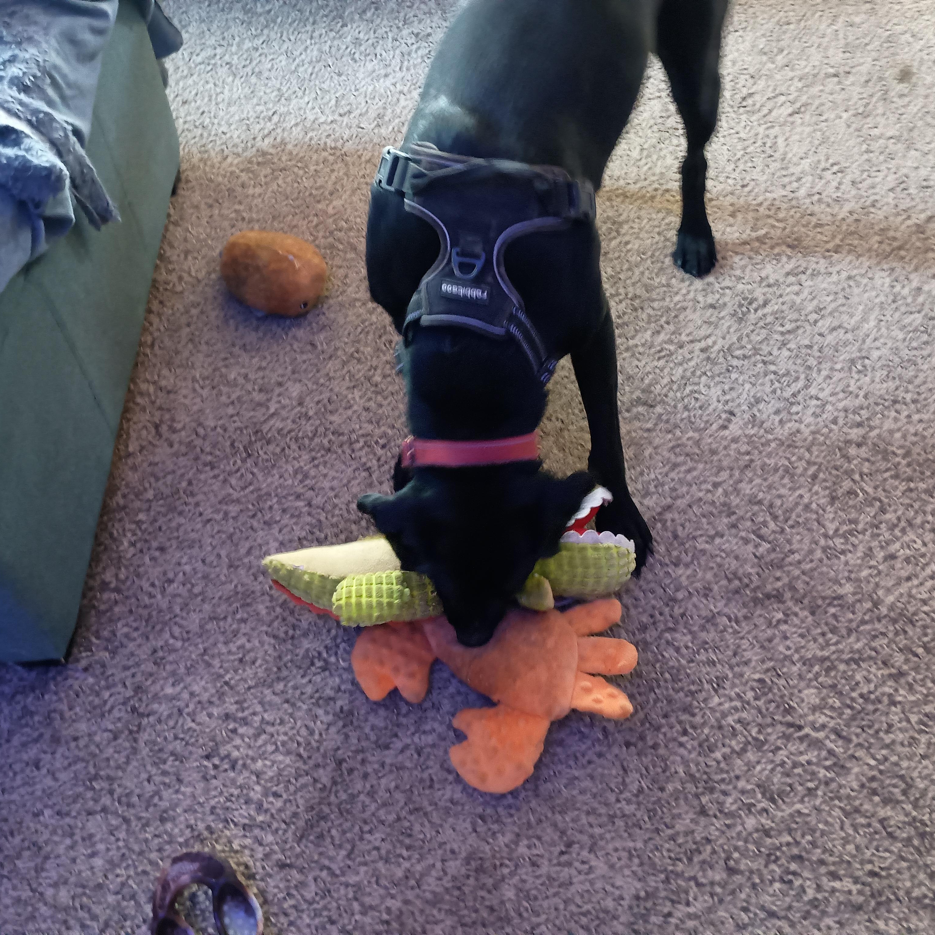 Everson - Smart, Athletic Dog!