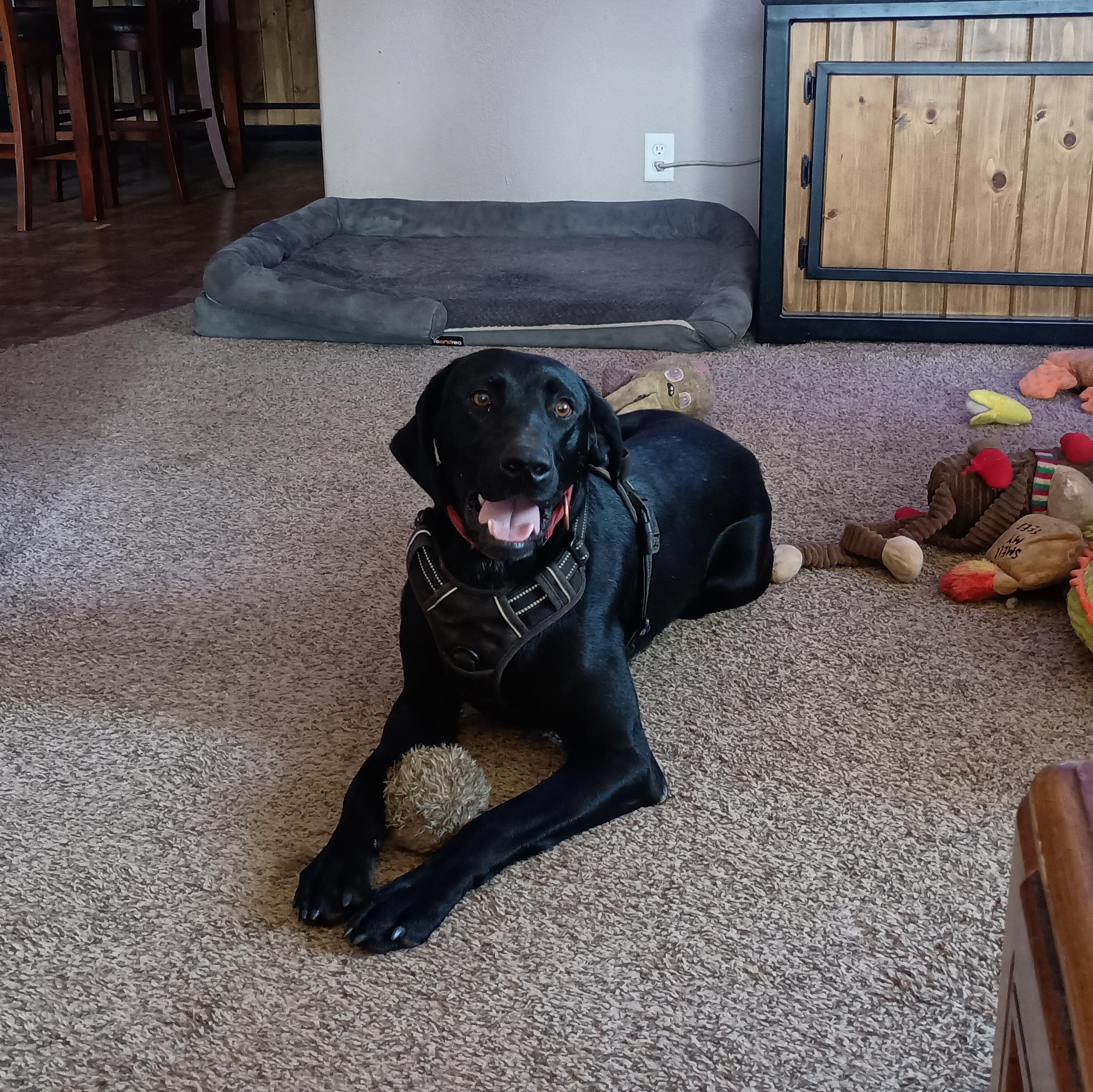 Everson - Smart, Athletic Dog!, a Adoptable mixed breed in Seattle, WA image 1/6