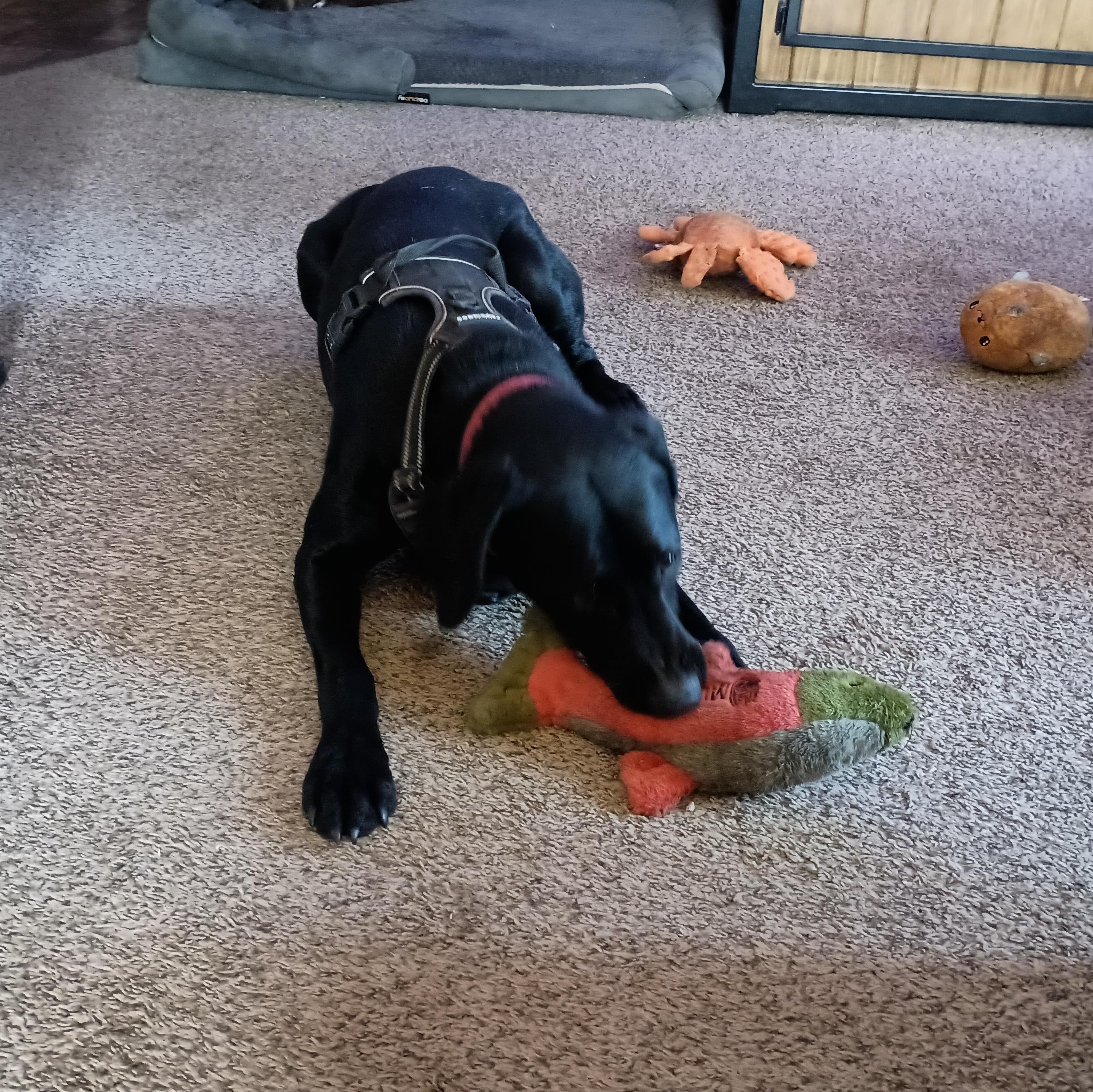 Everson - Smart, Athletic Dog!