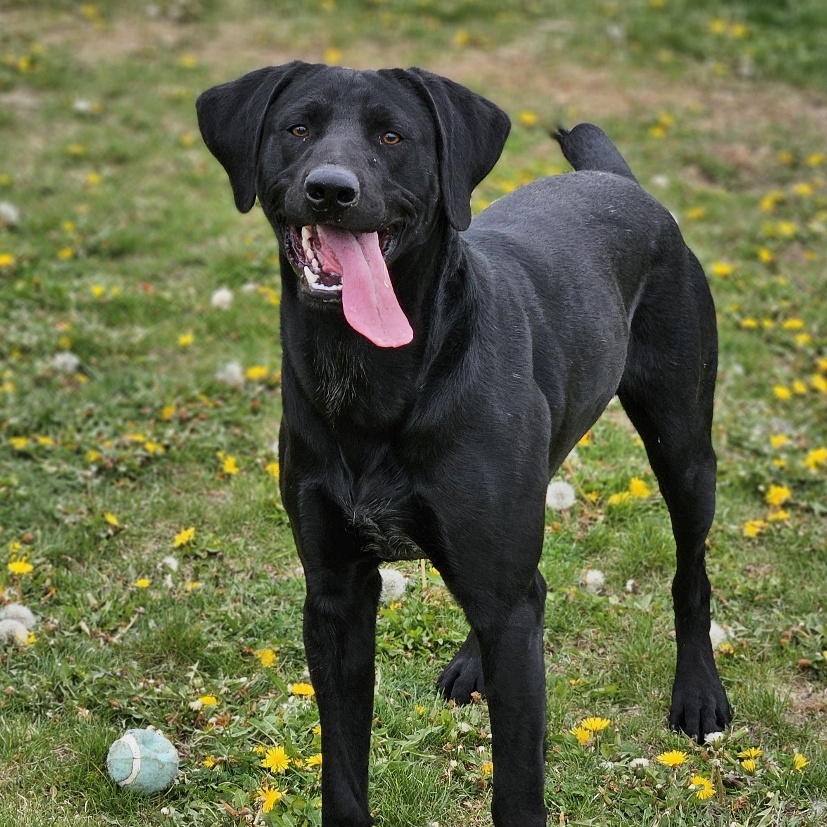 Everson - Smart, Athletic Dog!