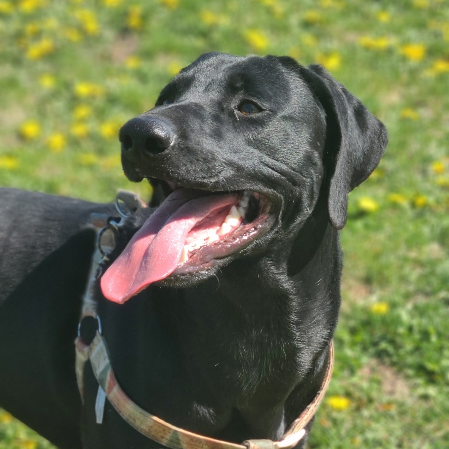 Everson - Smart, Athletic Dog!