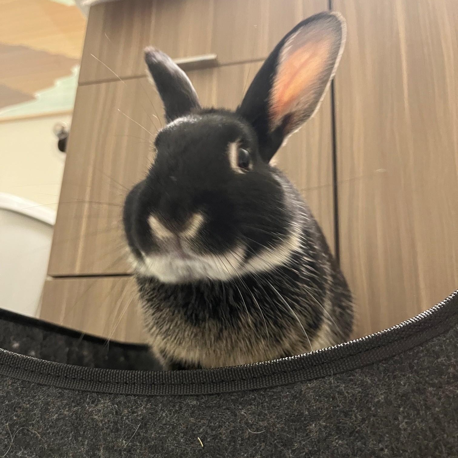 Enlarge Bear, an adopted American in Salt Lake City, UT image 1/4