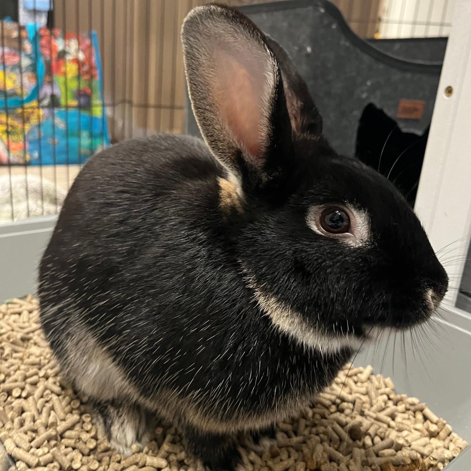 Enlarge Bear, an adopted American in Salt Lake City, UT image 2/4