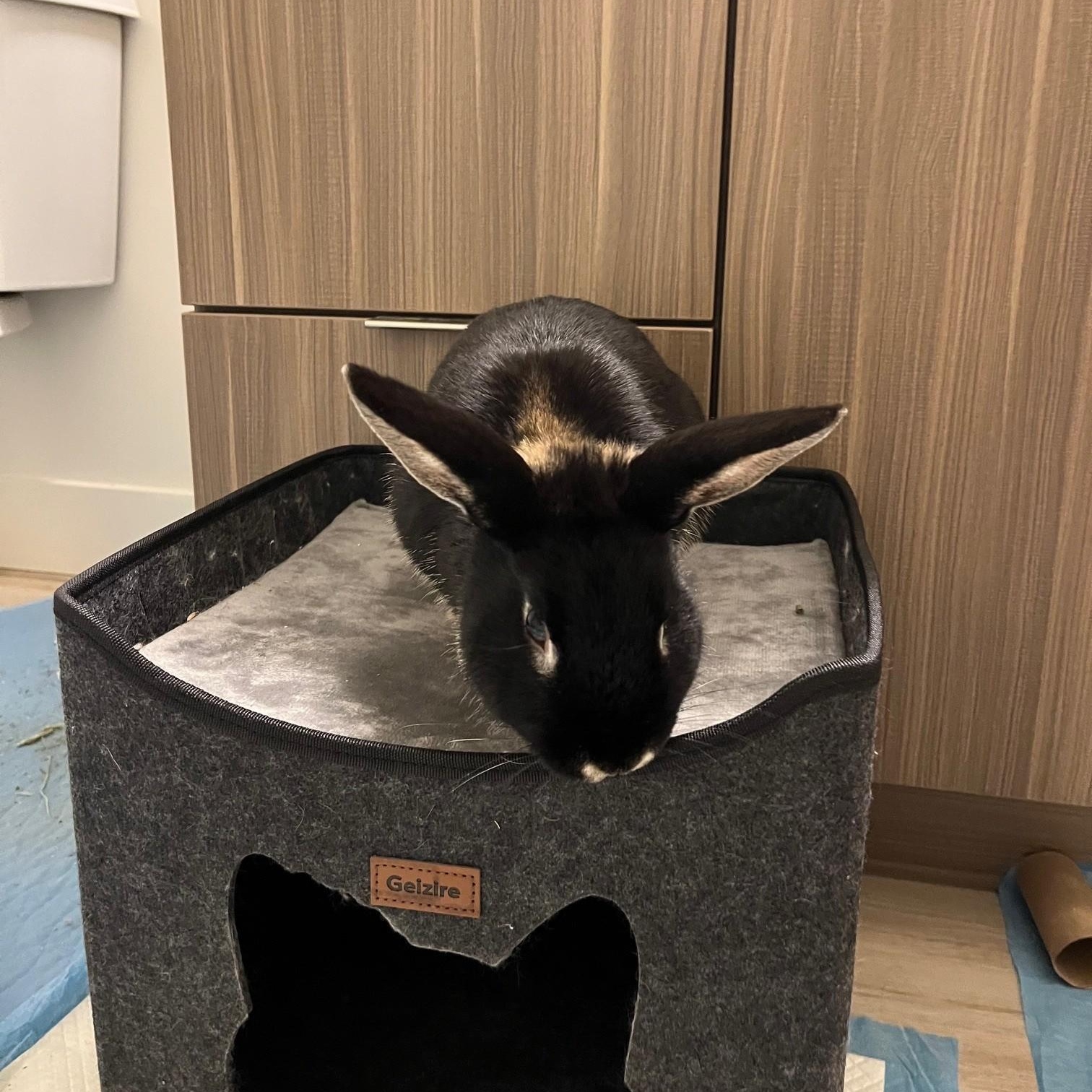 Enlarge Bear, an adopted American in Salt Lake City, UT image 3/4