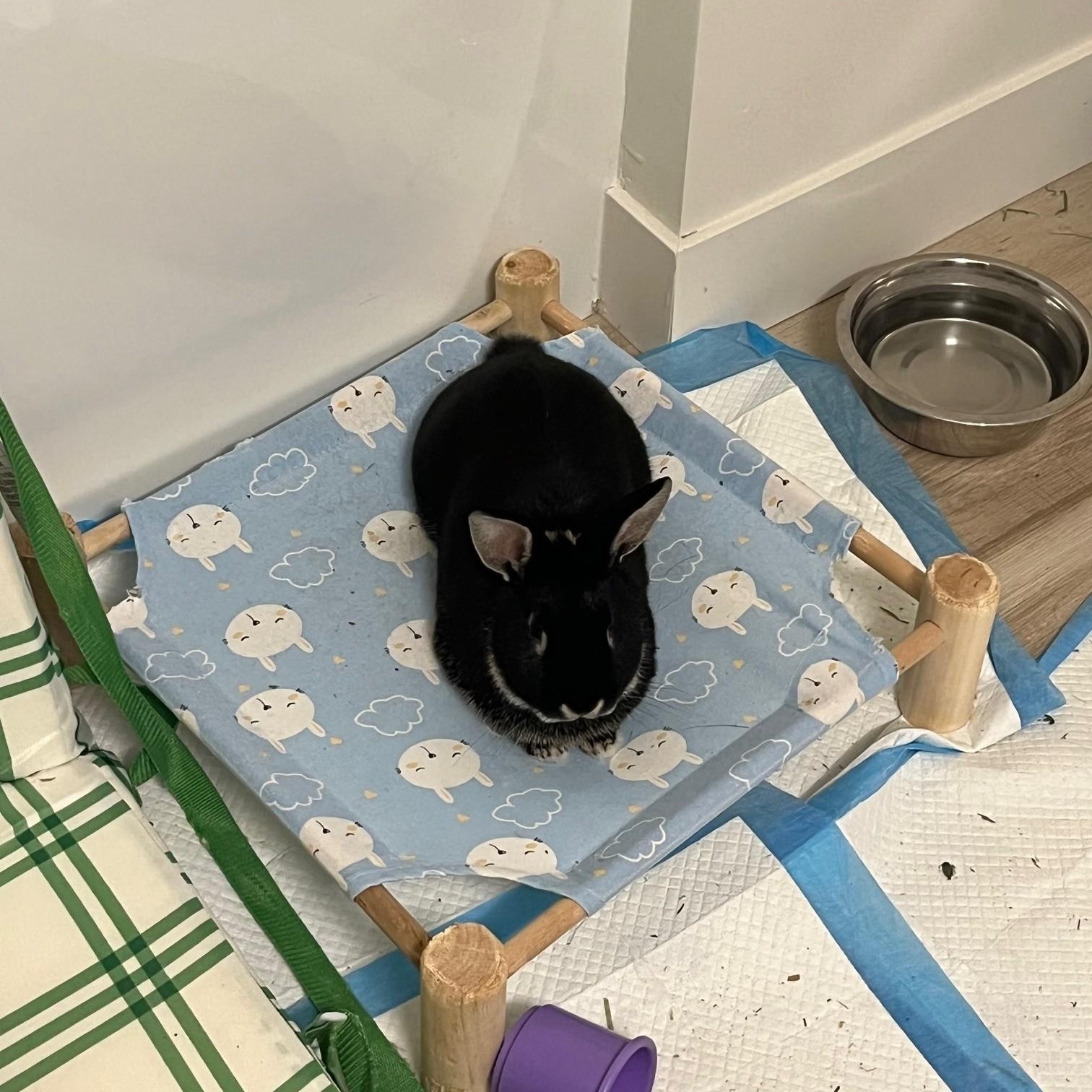 Enlarge Bear, an adopted American in Salt Lake City, UT image 4/4