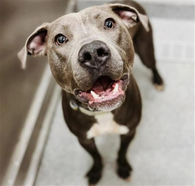 DODGE, Adoptable, Young Male Pit Bull Terrier.