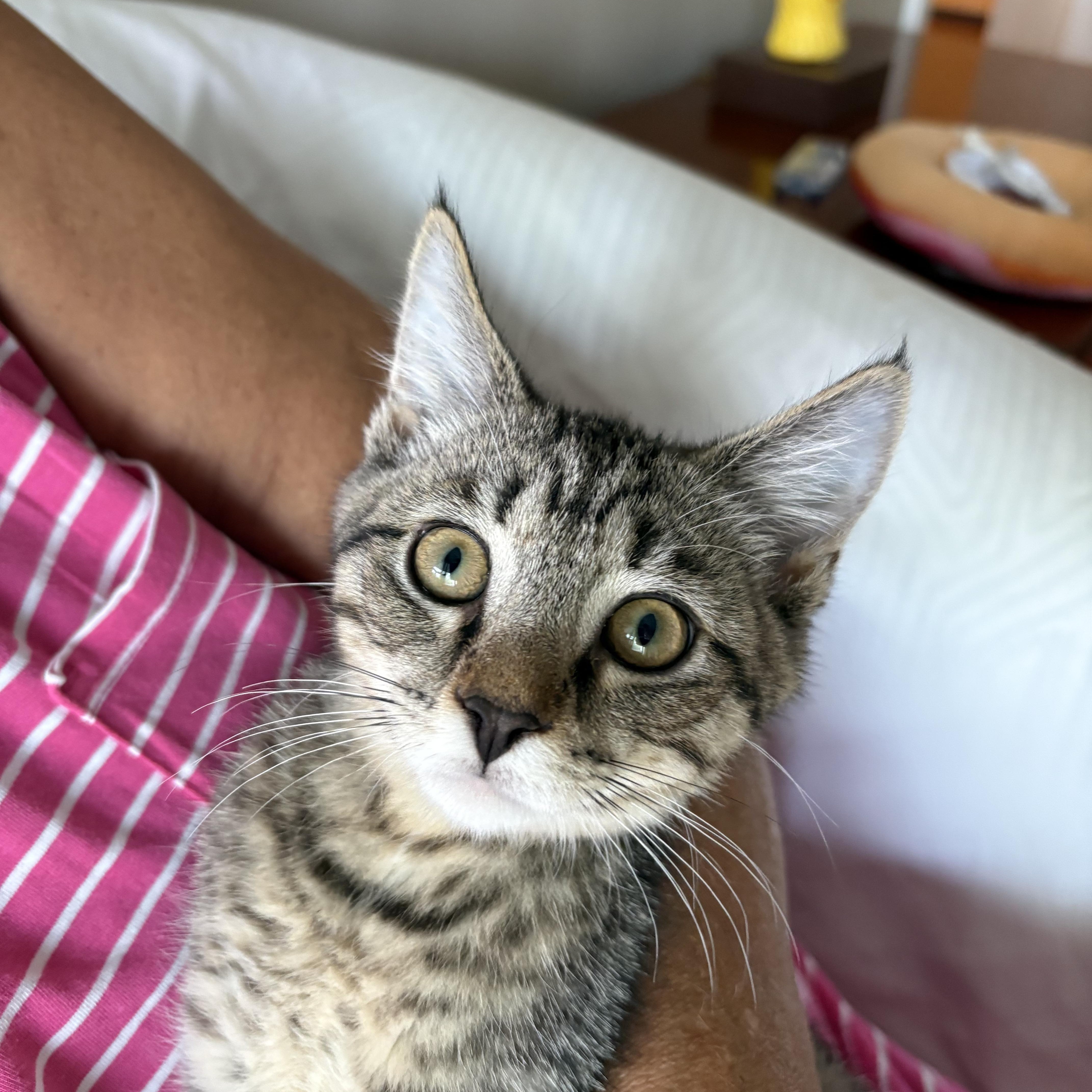 Espresso, adopted, Kitten Male Tabby.