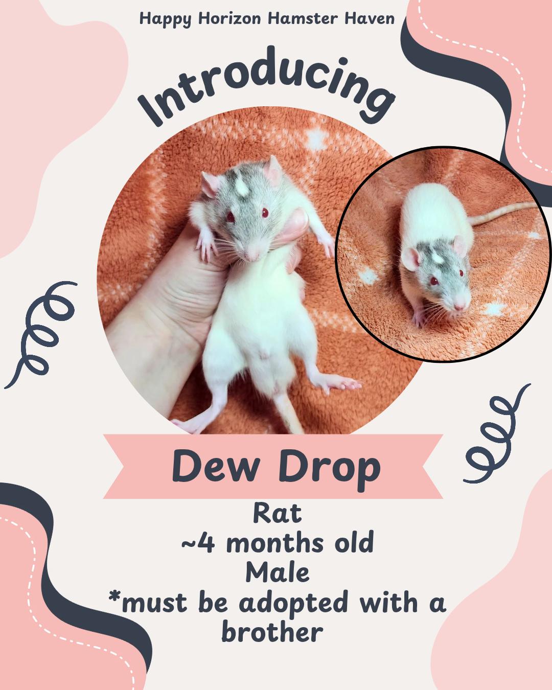 Dew Drop, adopted, Young Male Rat.