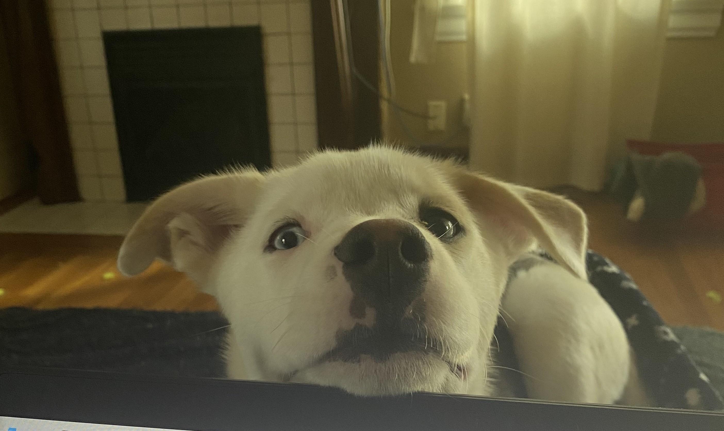 Finn — thumbnail 2