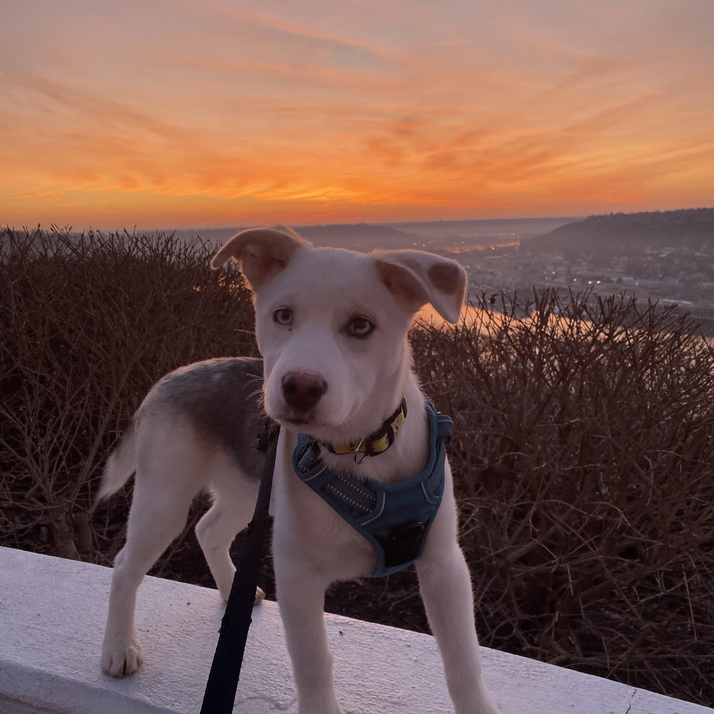 Finn — thumbnail 3