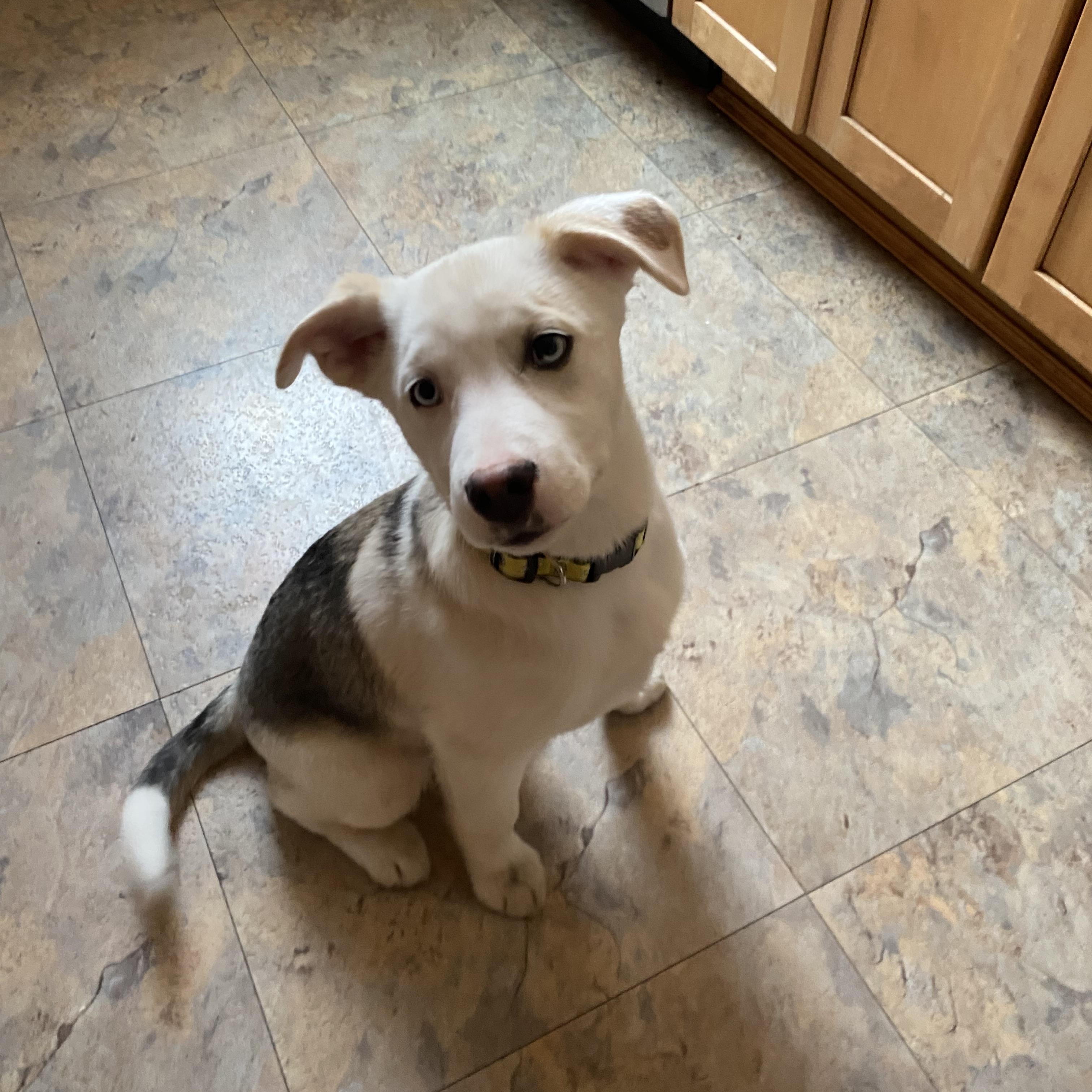 Finn — thumbnail 4