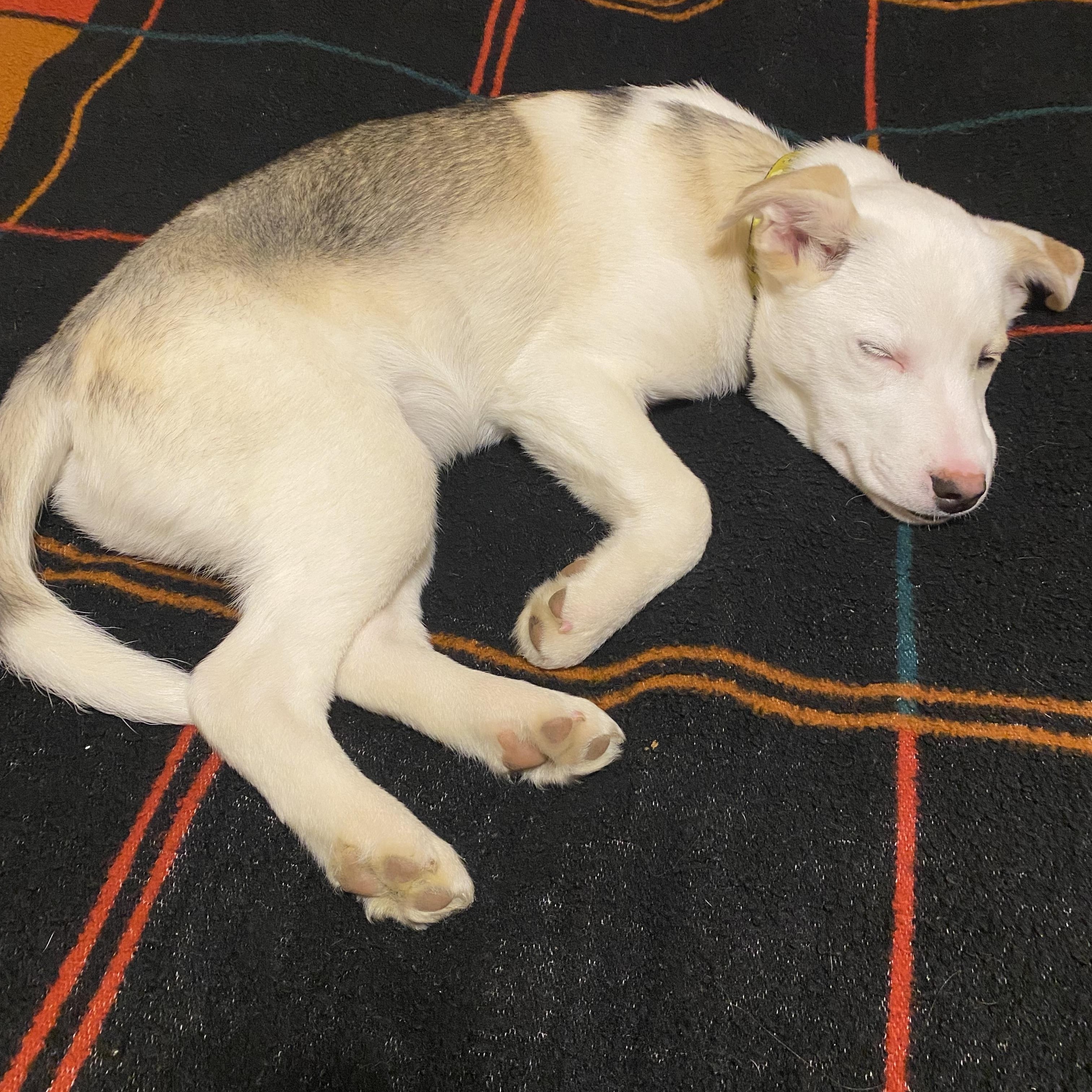 Finn — thumbnail 5