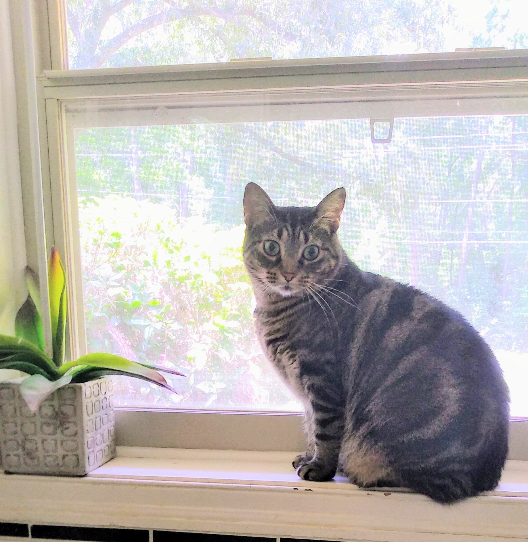 Maple, a Adoptable Domestic Short Hair in Valdosta, GA image 4/6