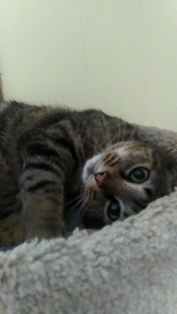 Maple, a Adoptable Domestic Short Hair in Valdosta, GA image 5/6