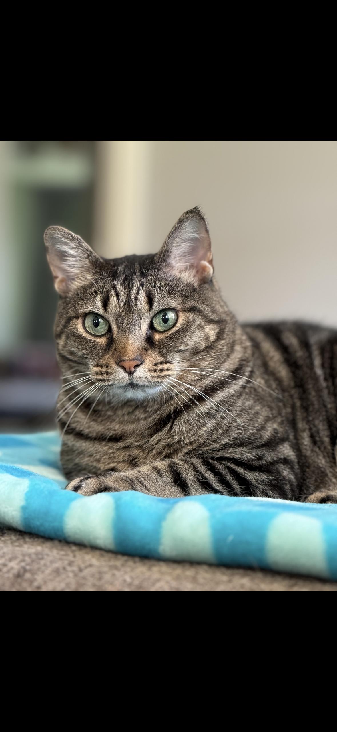 Maple, a Adoptable Domestic Short Hair in Valdosta, GA image 1/6