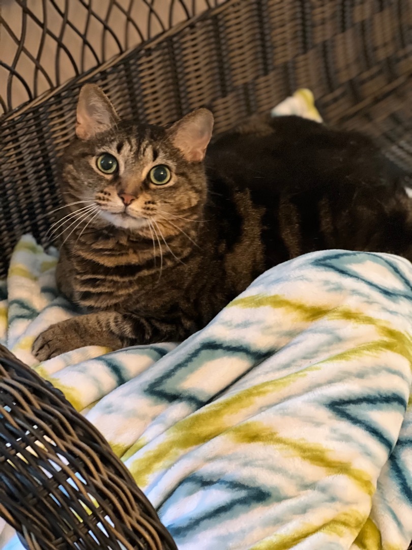 Maple, a Adoptable Domestic Short Hair in Valdosta, GA image 3/6