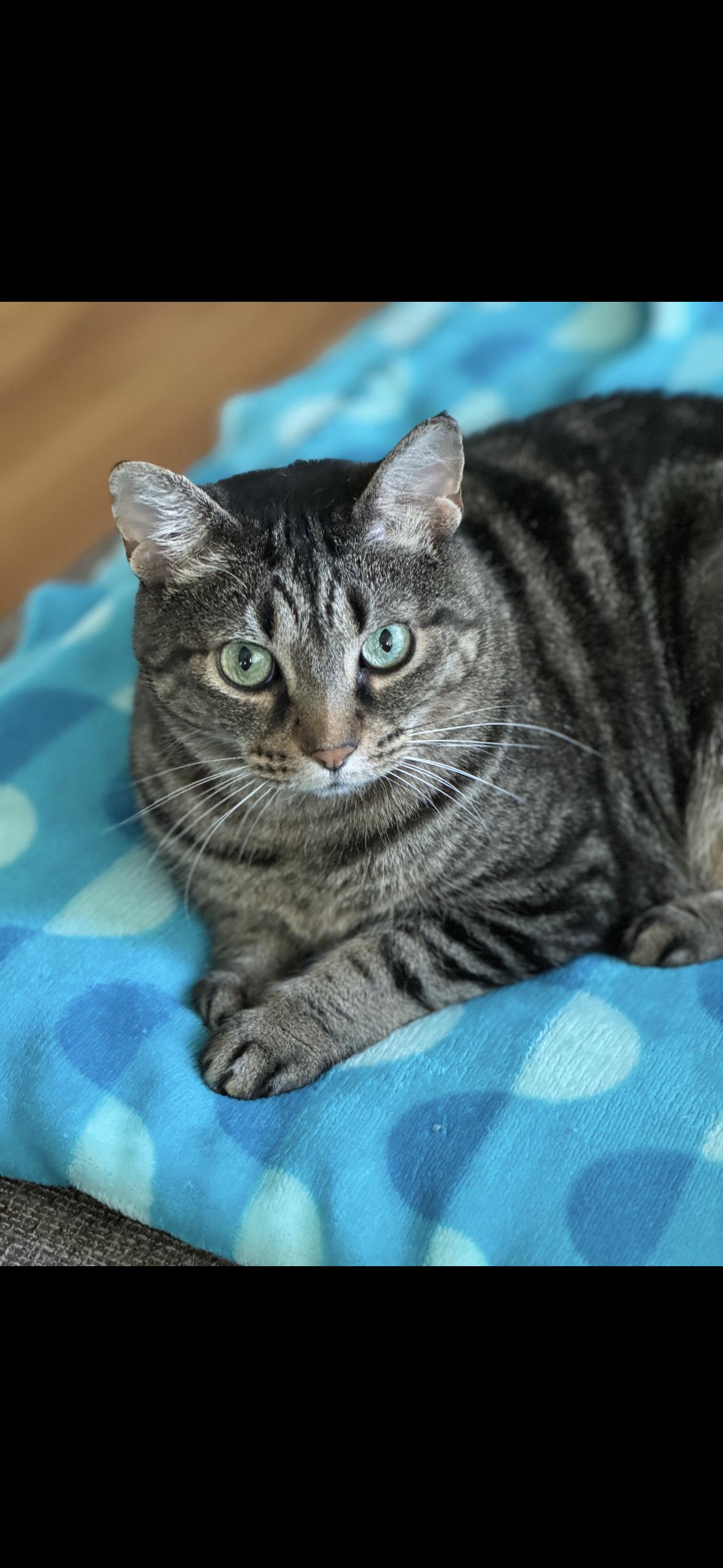 Maple, Adoptable, Young Female Domestic Short Hair.