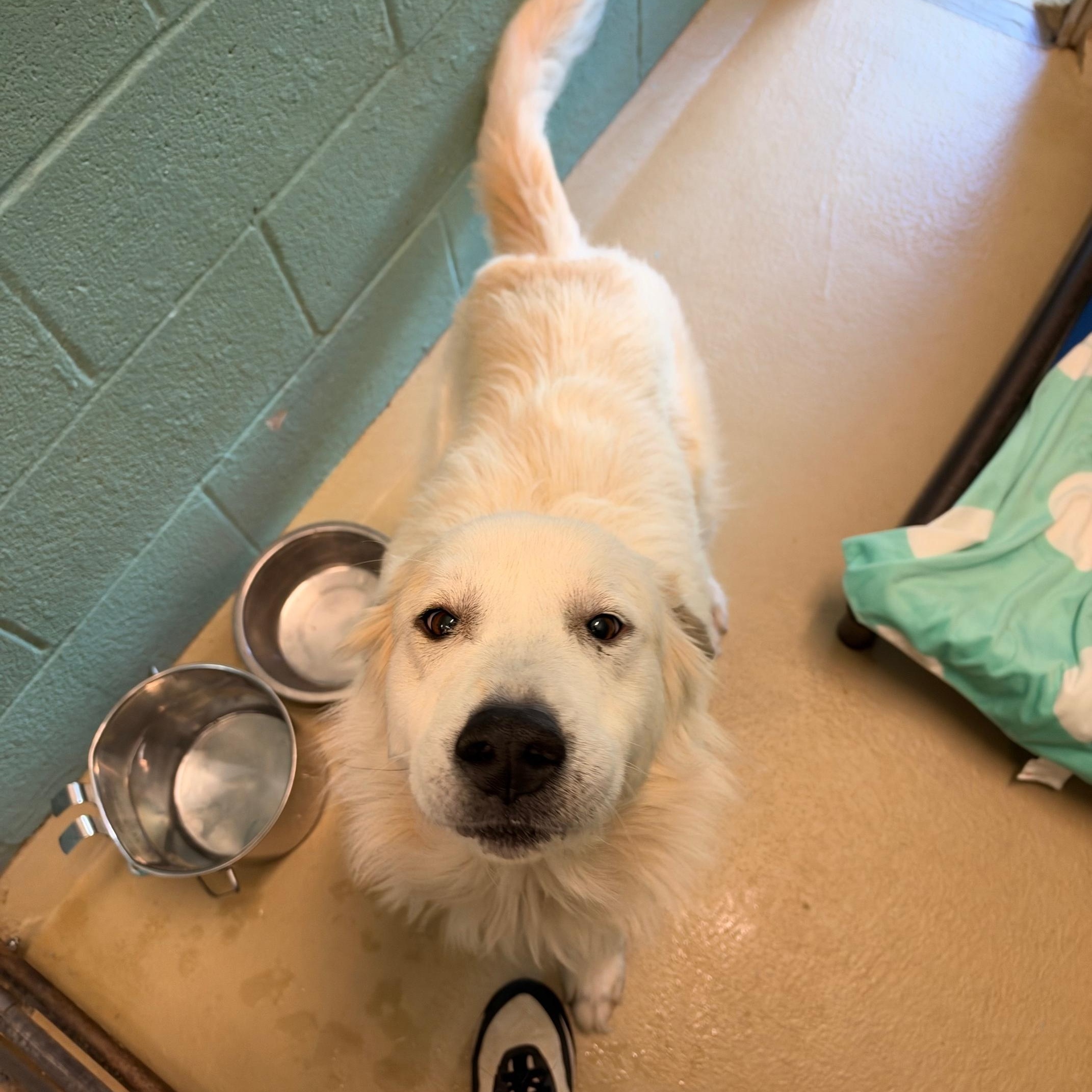 Biscuit, Adoptable, Adult Female Great Pyrenees.
