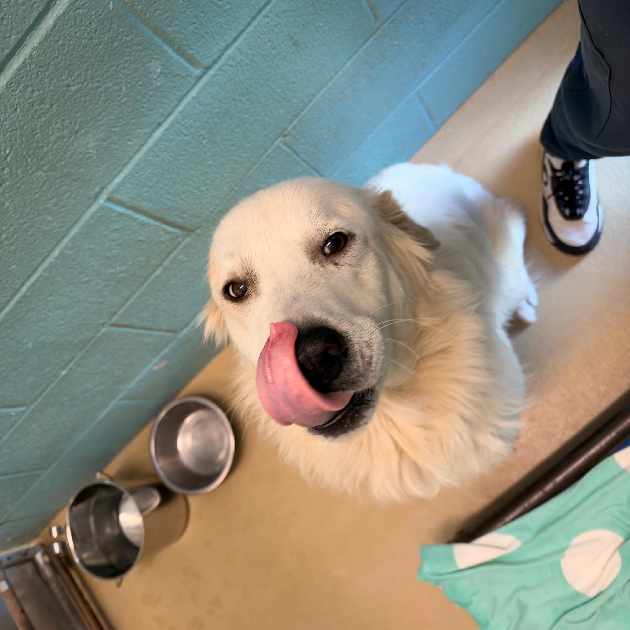 Enlarge Biscuit, a Adoptable Great Pyrenees in Marion, NC image 2/3