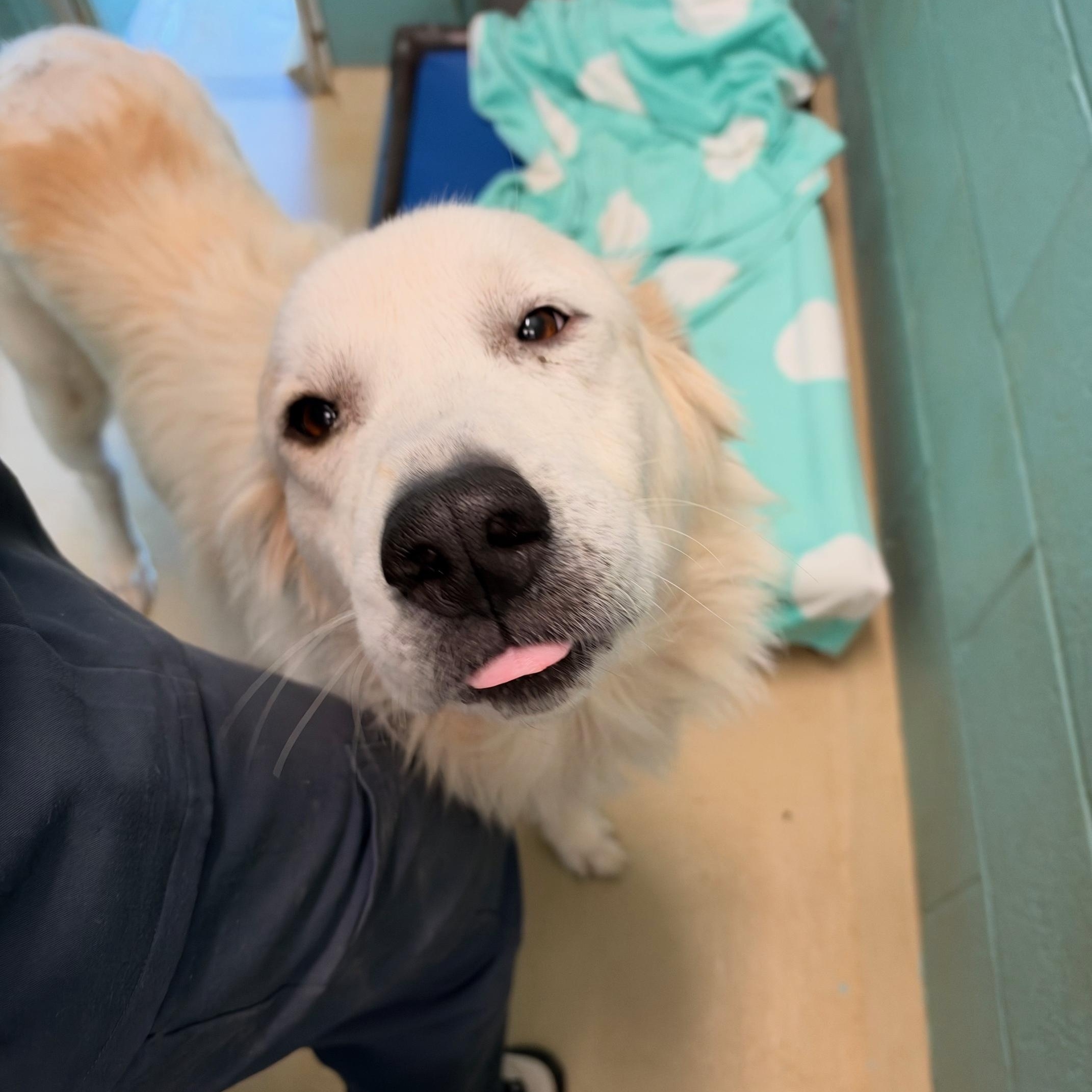 Enlarge Biscuit, a Adoptable Great Pyrenees in Marion, NC image 3/3