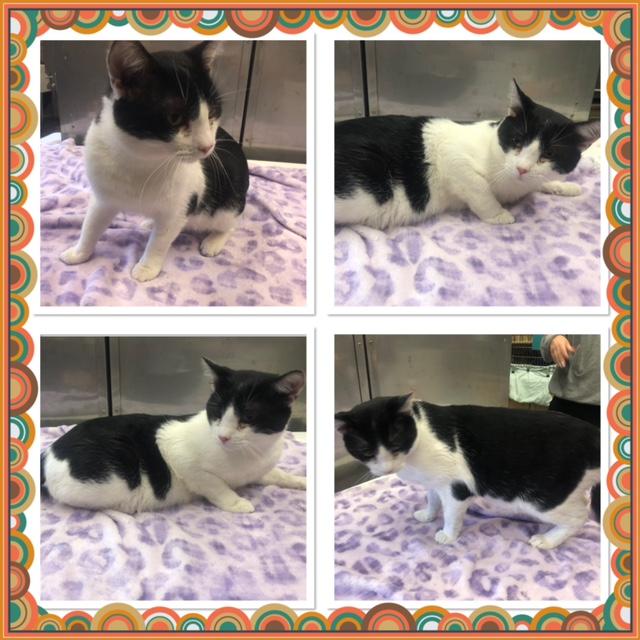 Enlarge YING YANG, a ADOPTABLE Domestic Short Hair in Buckhannon, WV image 1/1