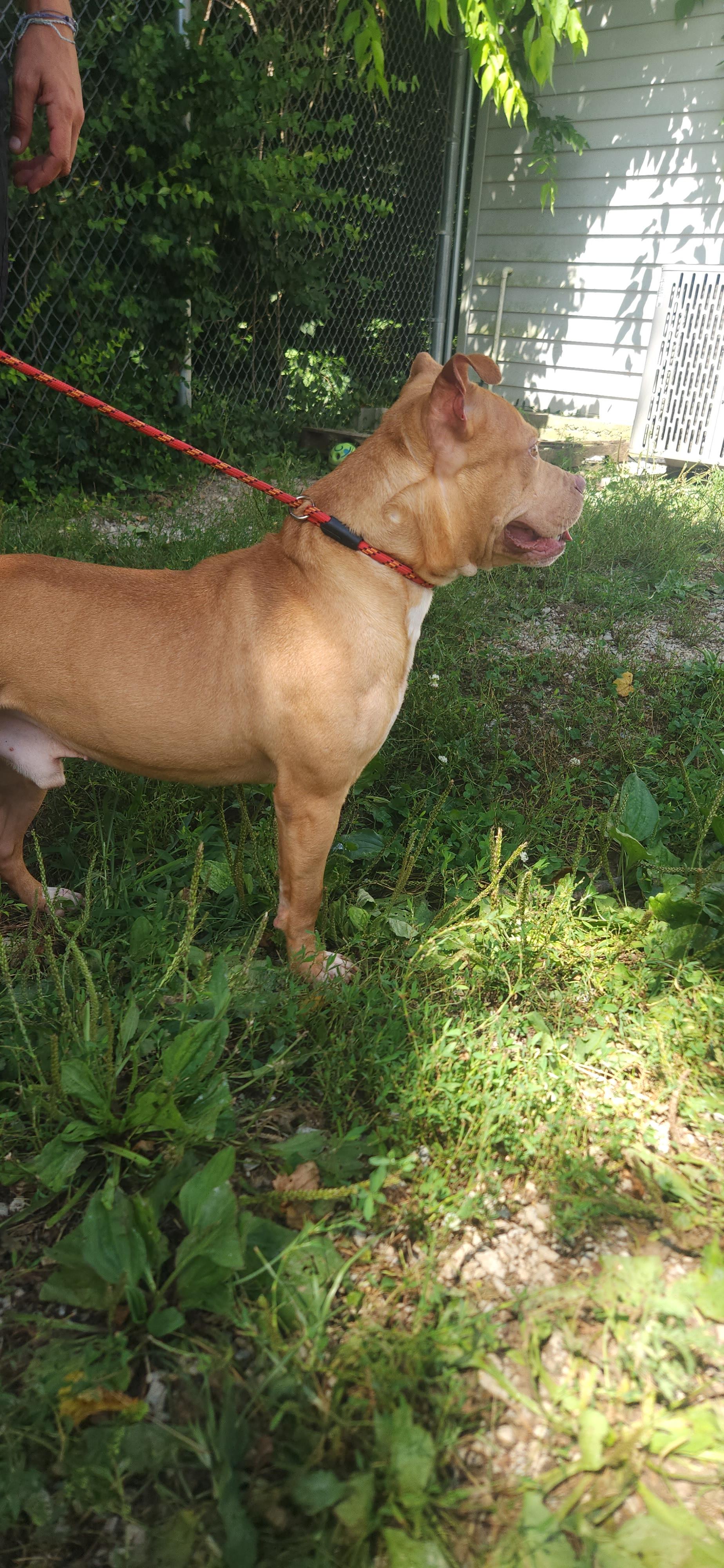 Nik Nak, Adoptable, Adult Female Staffordshire Bull Terrier.