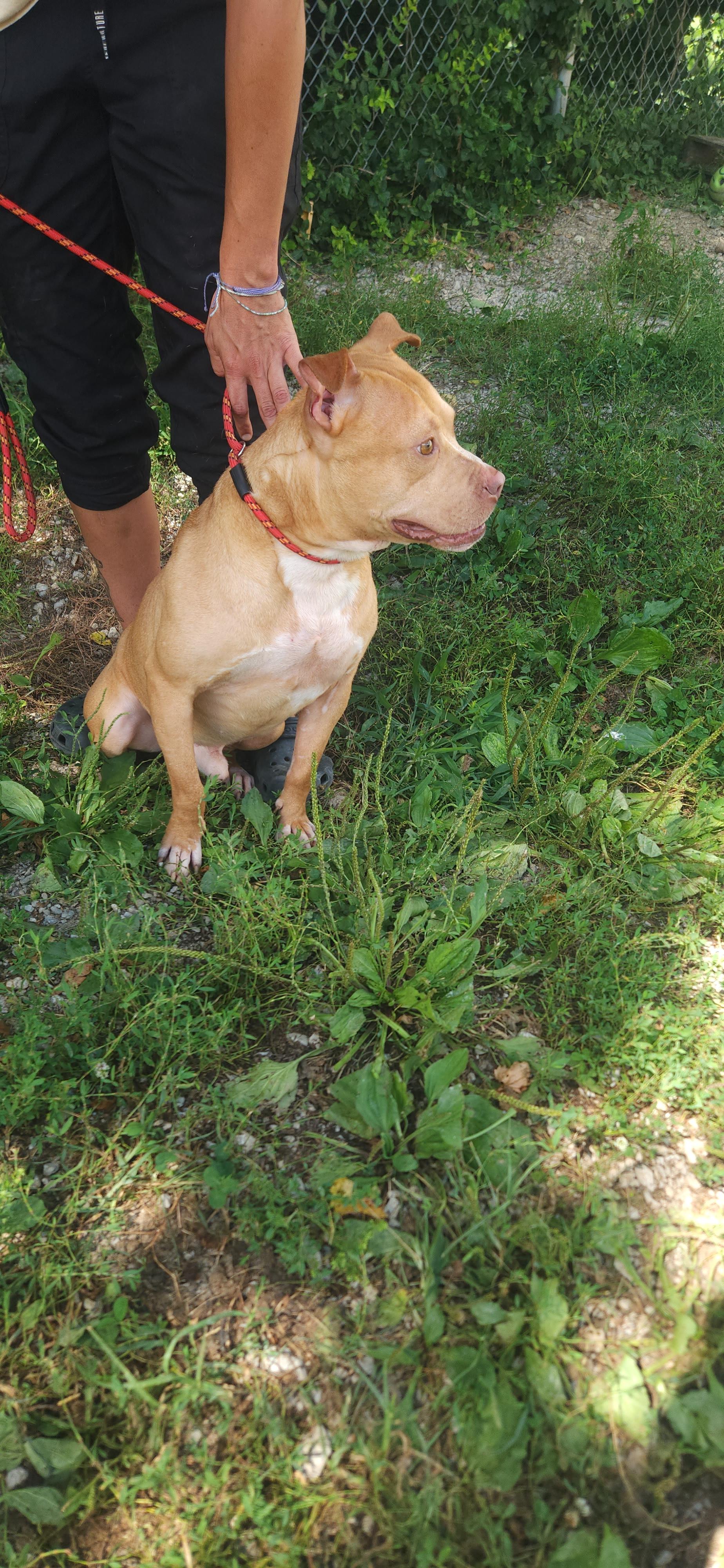 Nik Nak, a Adoptable mixed breed in Berea, KY image 2/4