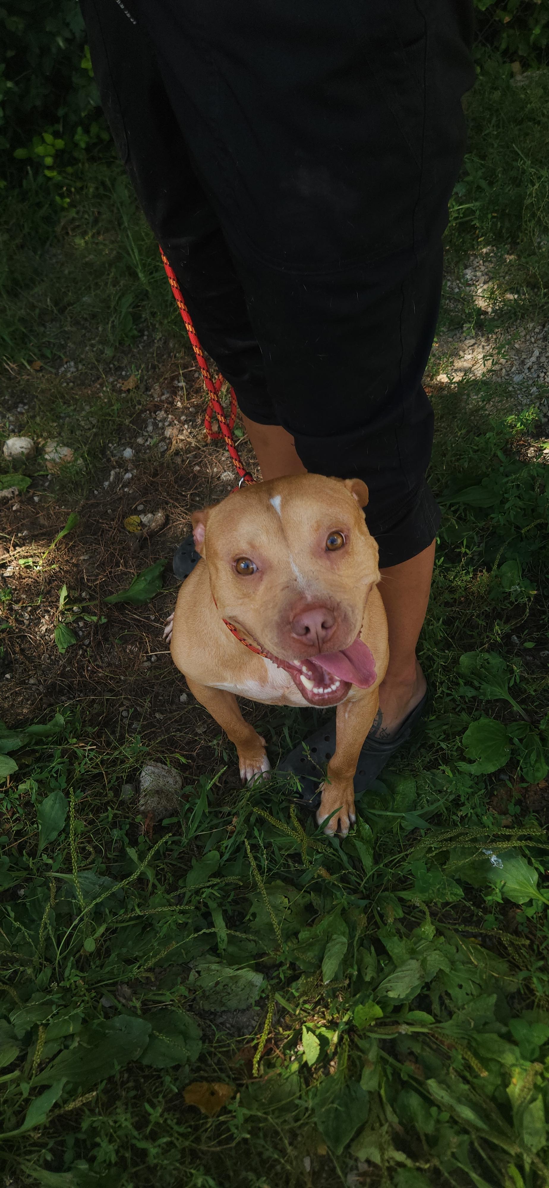 Nik Nak, a Adoptable mixed breed in Berea, KY image 3/4