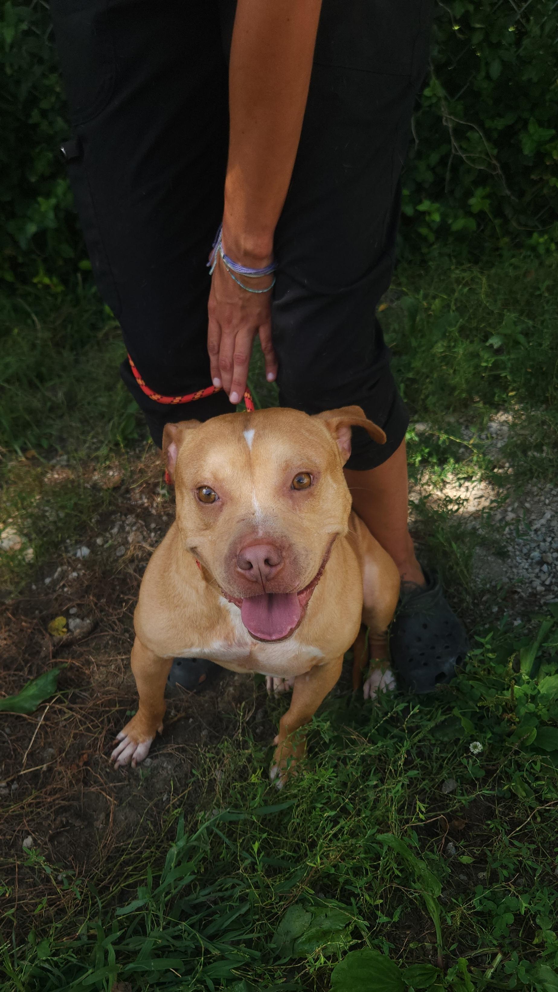 Nik Nak, a Adoptable mixed breed in Berea, KY image 4/4
