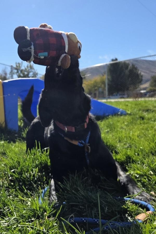 Rosie photo