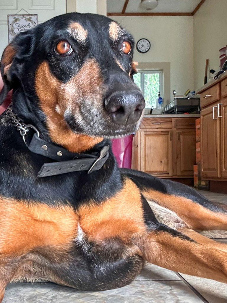 Coco, Adoptable, Adult Female Doberman Pinscher.