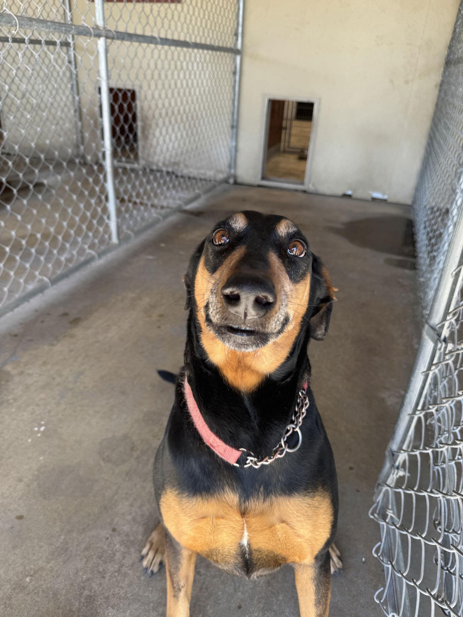Enlarge Coco, a Adoptable Doberman Pinscher in San Antonio, TX image 2/3