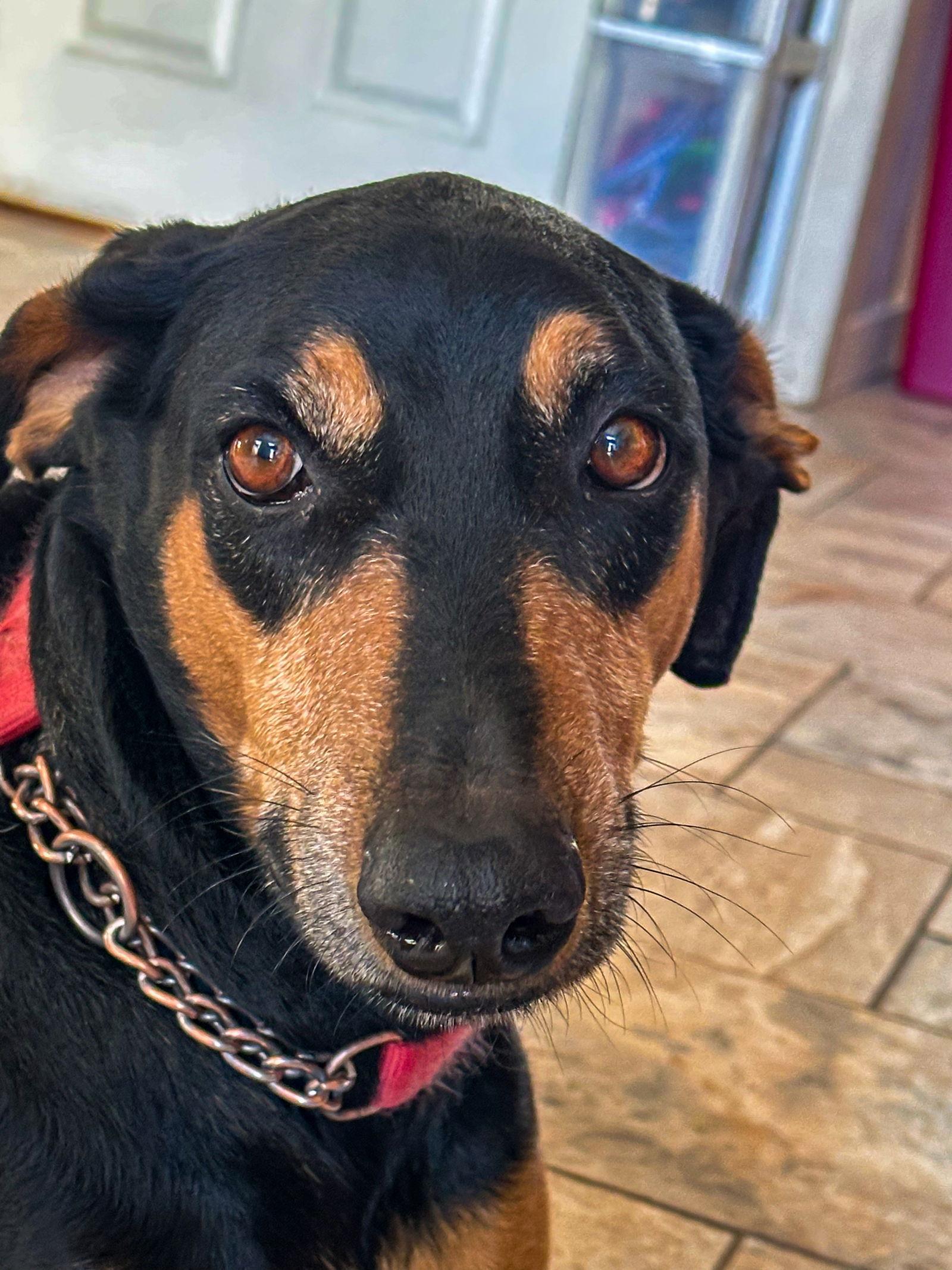 Enlarge Coco, a Adoptable Doberman Pinscher in San Antonio, TX image 3/3