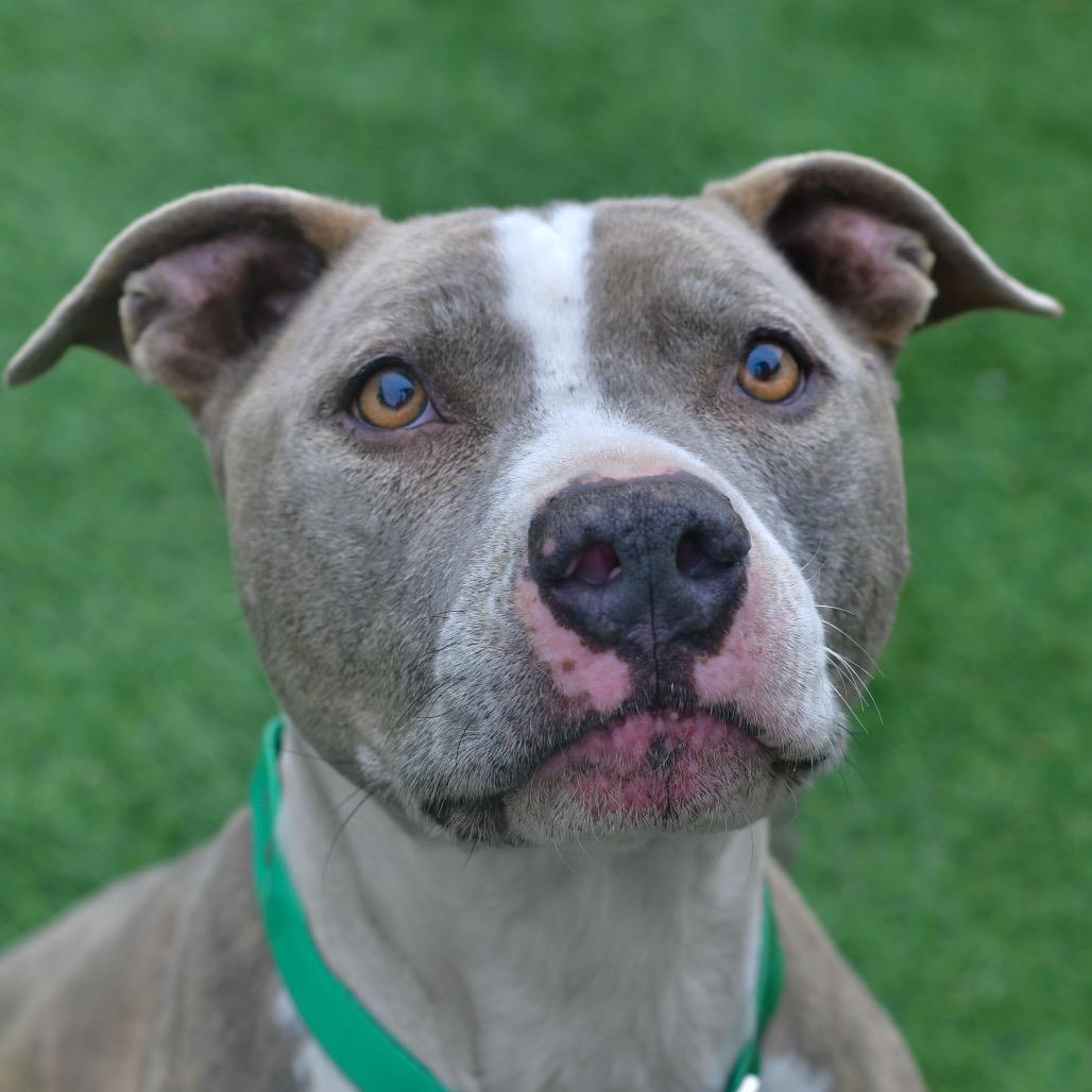 Enlarge Bo, a Adoptable Pit Bull Terrier in Ottawa, KS image 2/2