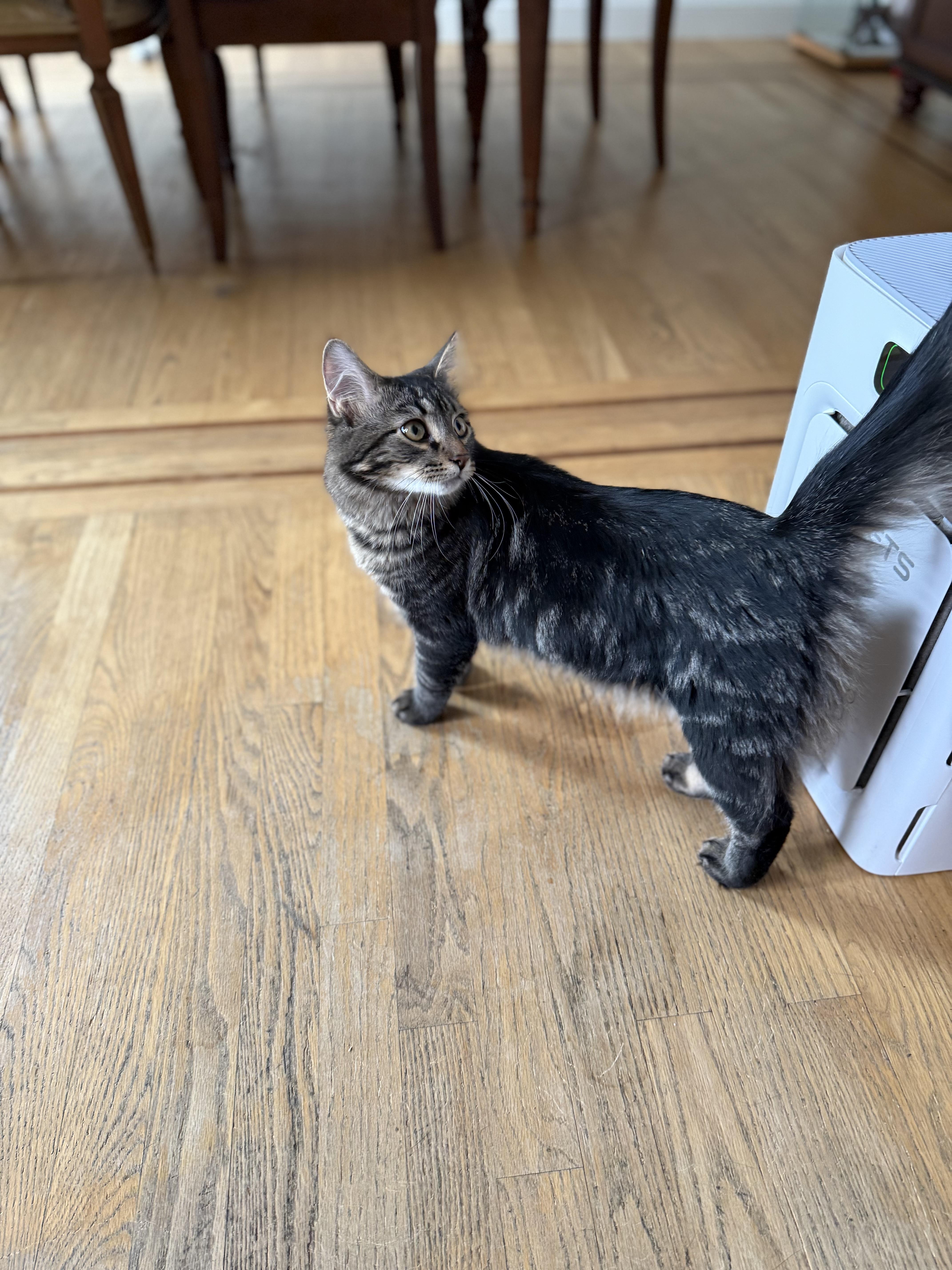 Enlarge Sullivan (Sully) , an adopted Maine Coon in Cornwall, NY image 1/3