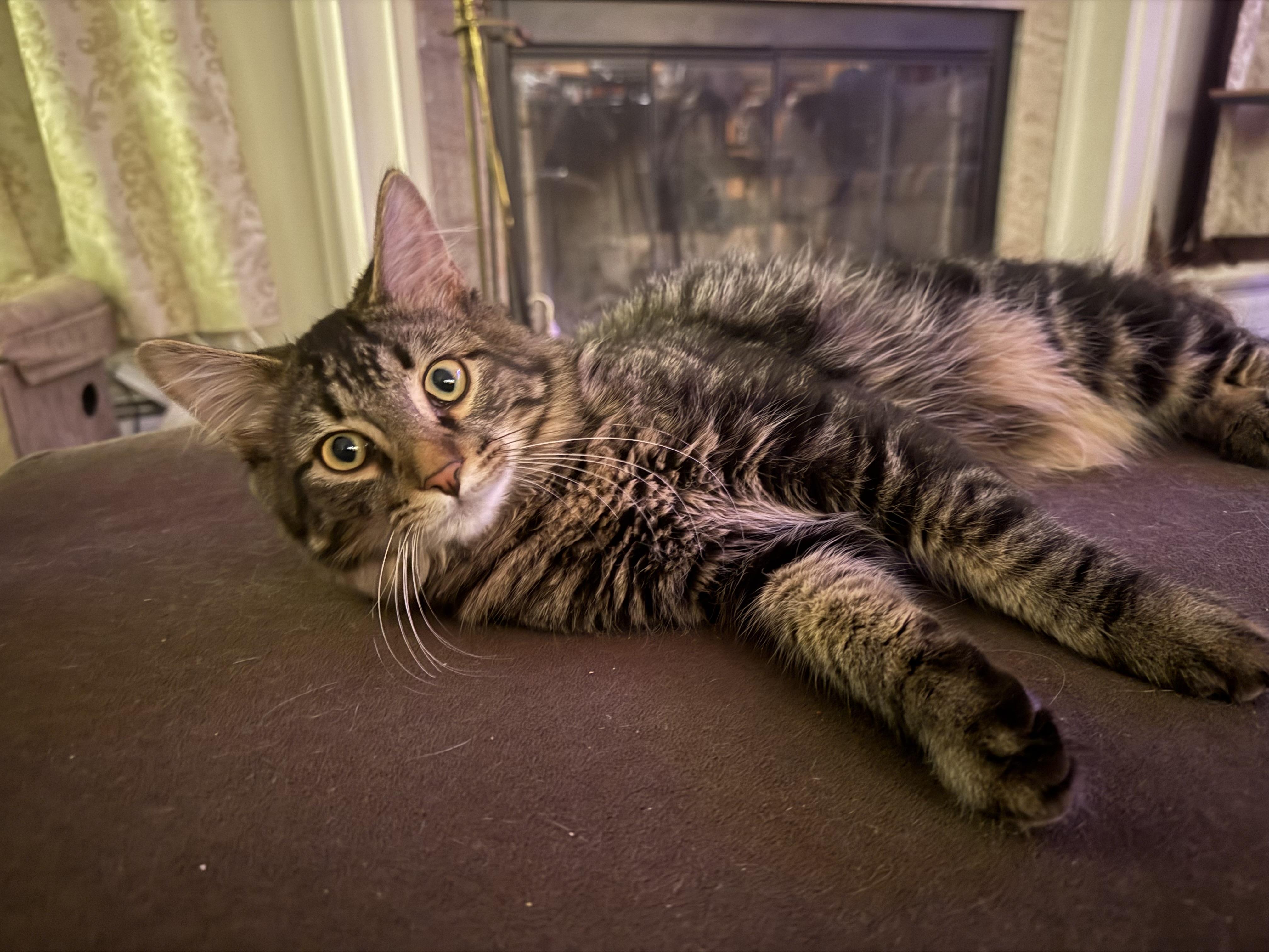 Enlarge Sullivan (Sully) , an adopted Maine Coon in Cornwall, NY image 2/3
