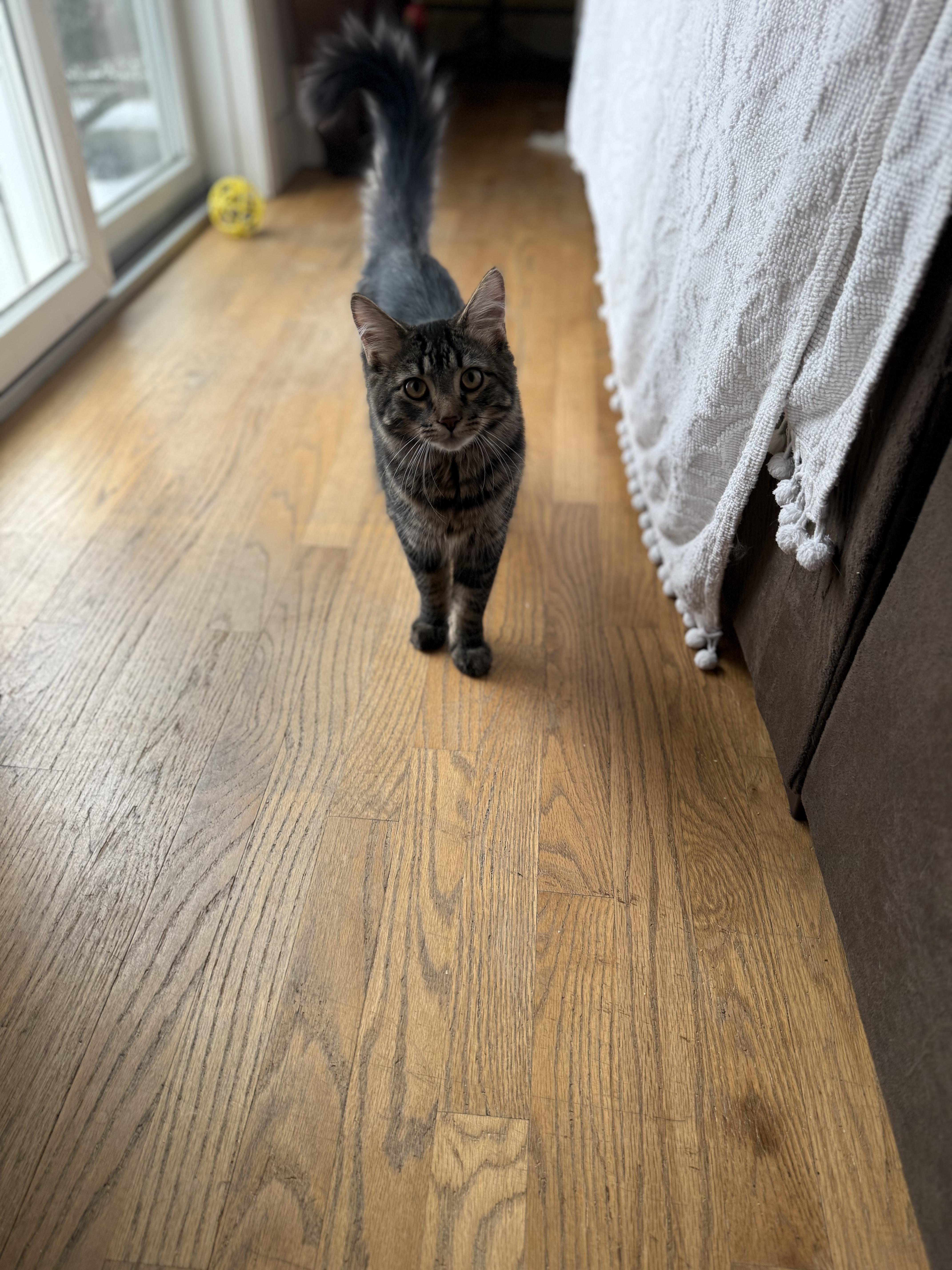 Enlarge Sullivan (Sully) , an adopted Maine Coon in Cornwall, NY image 3/3