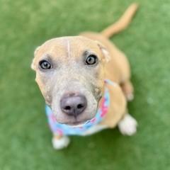 Enlarge Lexx, a Adoptable mixed breed in Largo, FL image 1/1