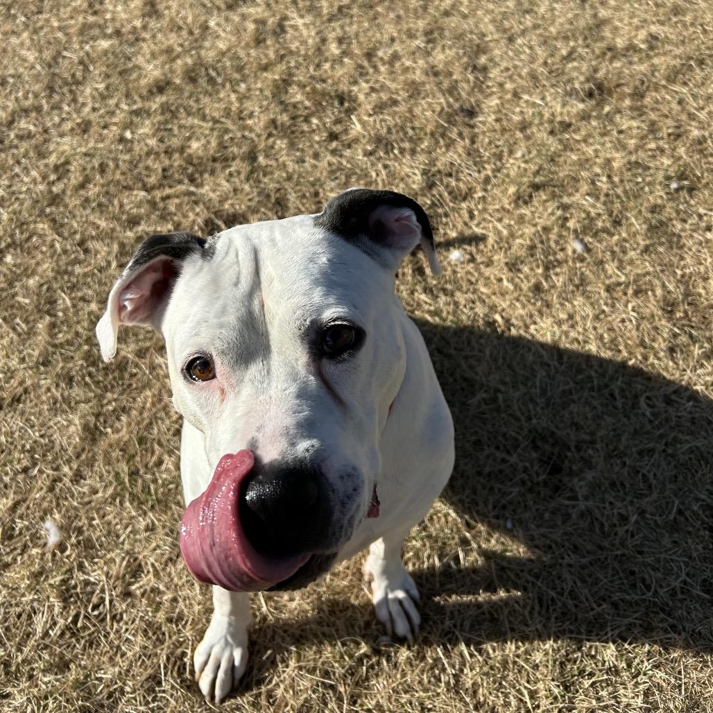 Dozer, a Adoptable Boxer in Harrisonburg, VA image 1/6