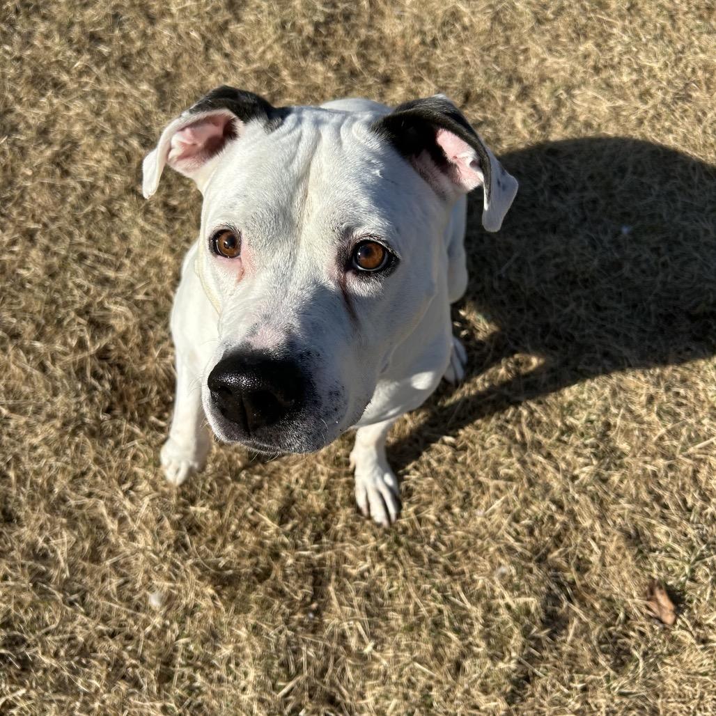Dozer, a Adoptable Boxer in Harrisonburg, VA image 2/6