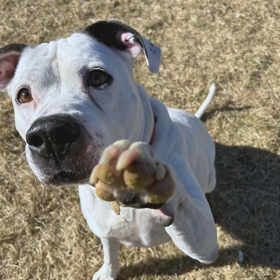 Dozer, a Adoptable Boxer in Harrisonburg, VA image 3/6