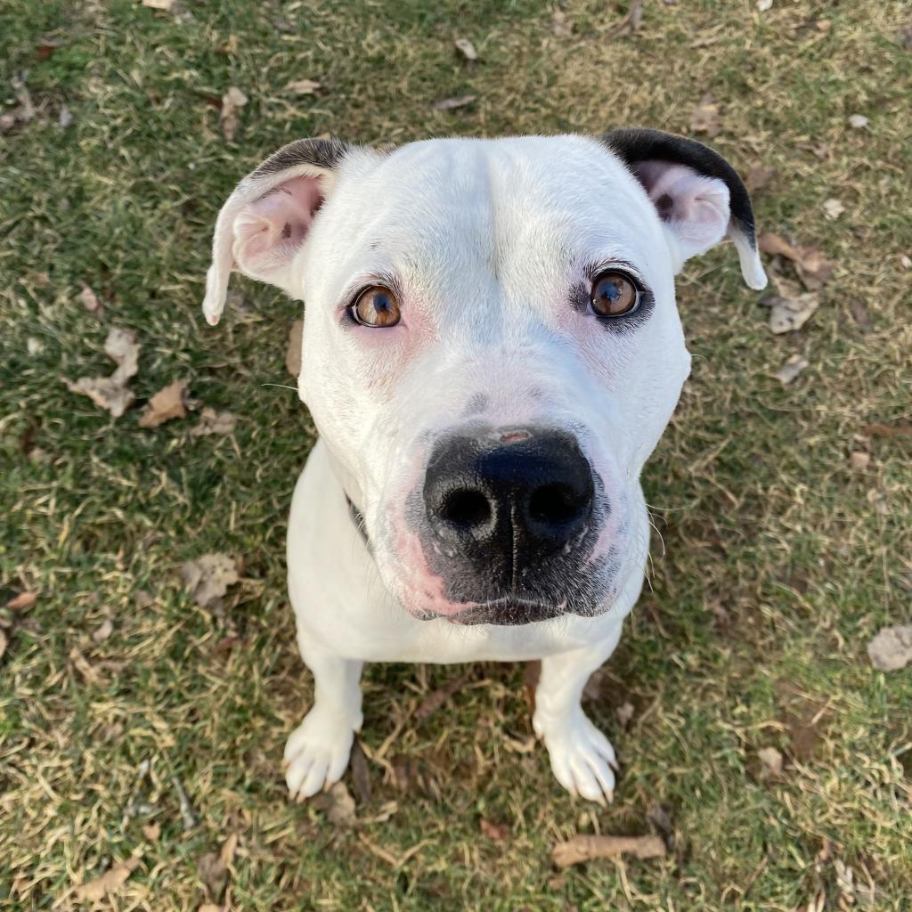 Dozer, a Adoptable Boxer in Harrisonburg, VA image 4/6