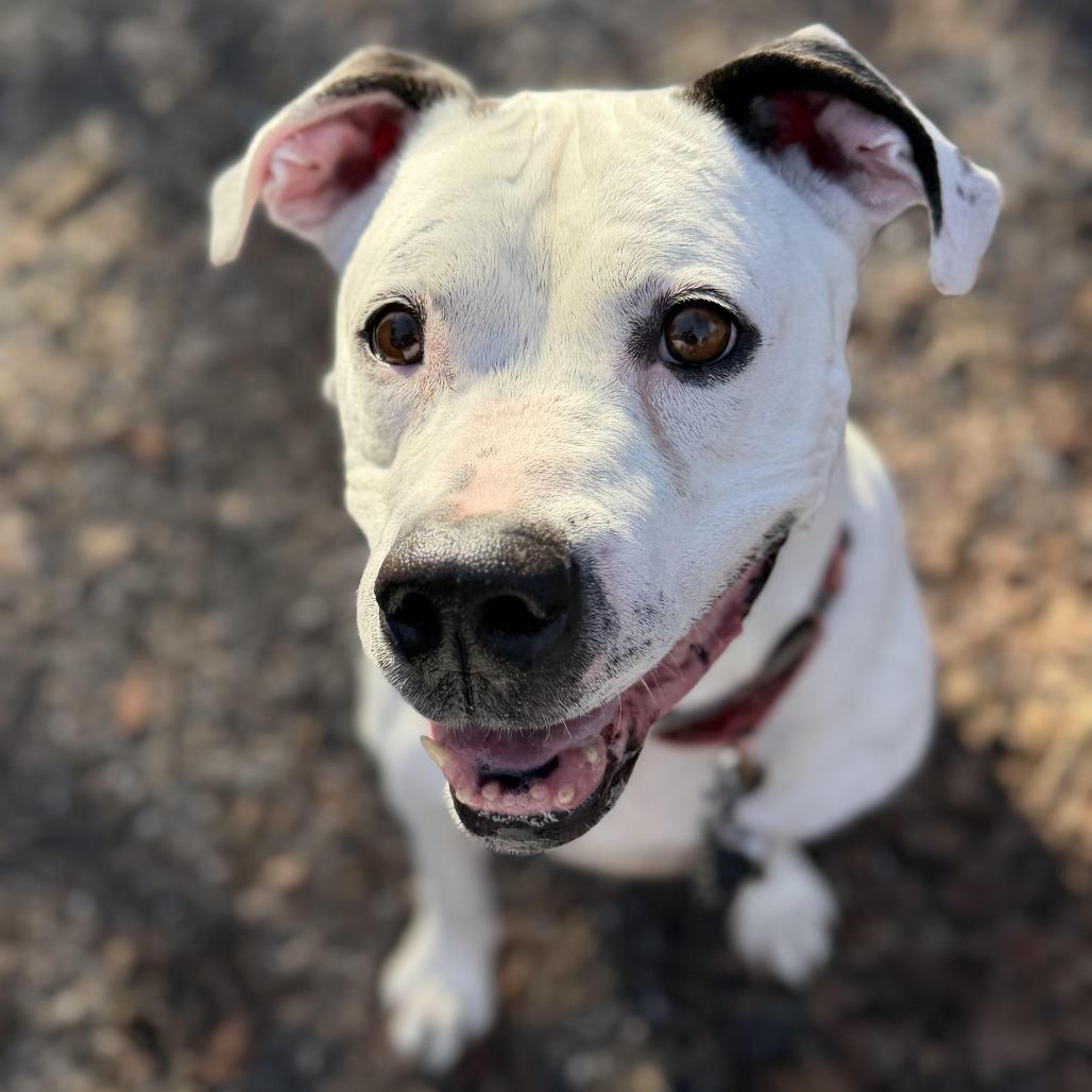 Dozer, a Adoptable Boxer in Harrisonburg, VA image 6/6