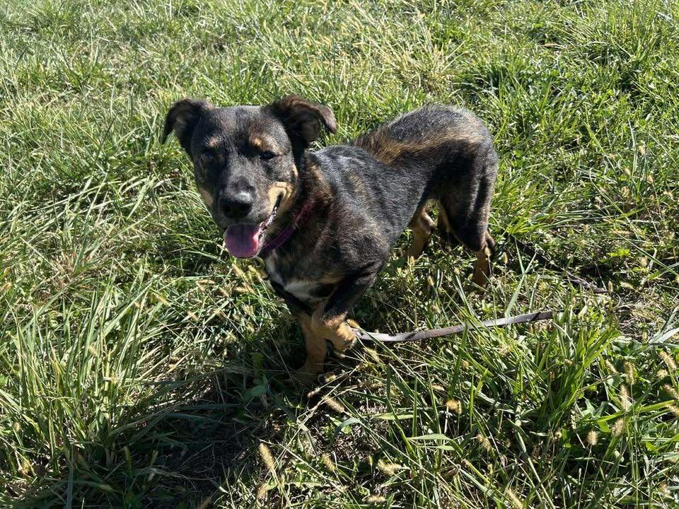 Enlarge Waffles, an adoptable mixed breed in Mason City, IL image 4/6